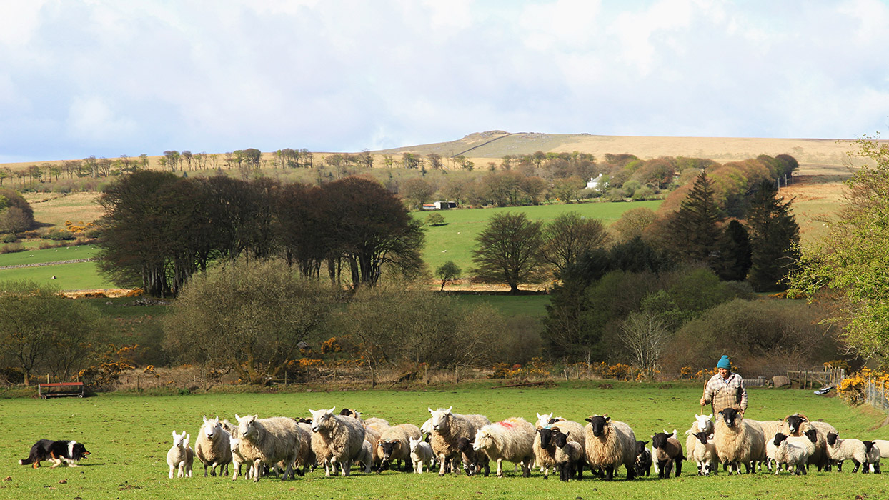 Sheepdog at work on a farm